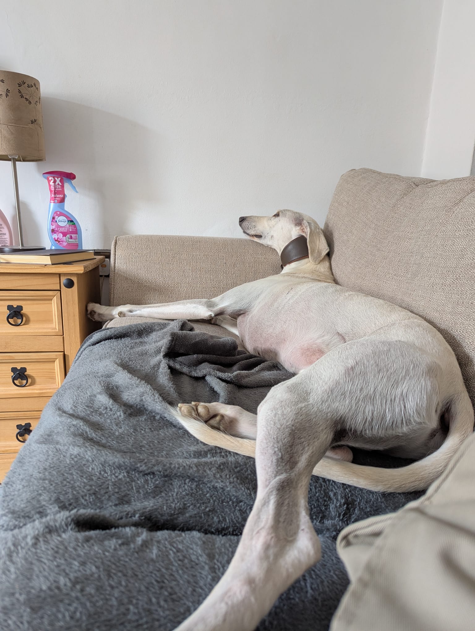 longdog.jpg
